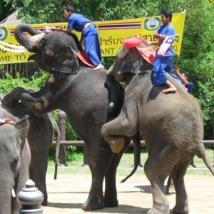 3 Activities for Kids in Bangkok Thailand
